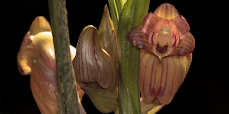 Orchids Photography and Birding Trekking Bromo Tengger Semeru
