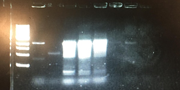 Lab Skills Night! - Restriction Digestion of Plasmid DNA