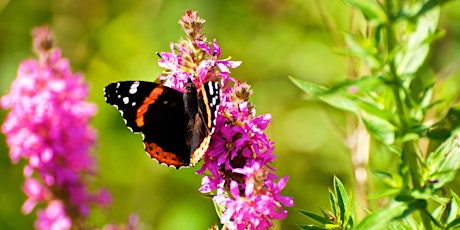 Tommy Thompson Park Butterfly Festival primary image