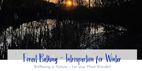 Forest Bathing - Introspection for Winter tickets