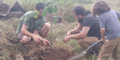 Permaculture Trees & Forest Systems Workshop (PDC Module 5) primary image