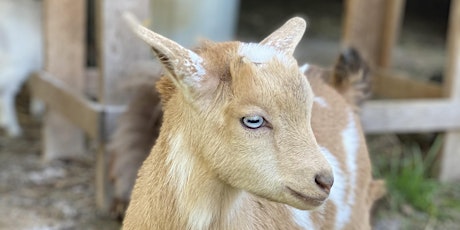 Goat Yoga Nashville- Marvelous May tickets