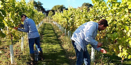 Guided Tour at Tamar Valley Vineyard tickets