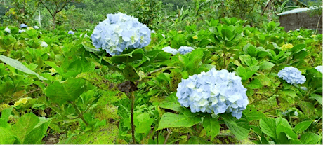 The Authenticity of Hortensia in Bali tickets