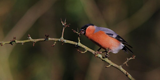 Beginner's Bird Walks at Gosforth Nature Reserve