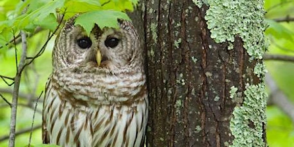 Eyes On Owls Virtual Program
