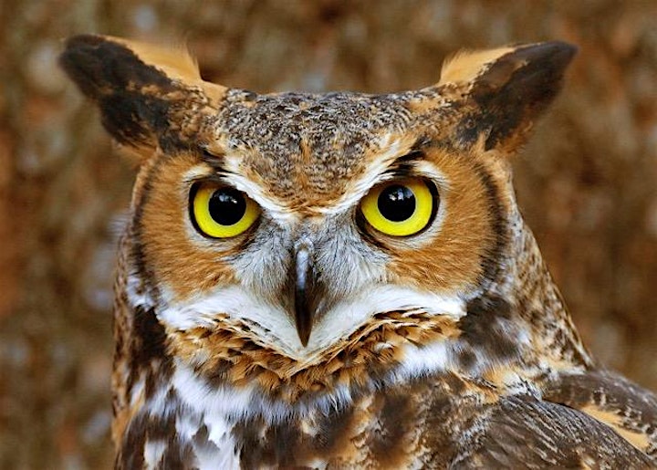 Eyes On Owls Virtual Program image