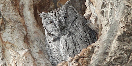 Hoo's There?  Owls along the Oliver Hike & Bike (#2) primary image