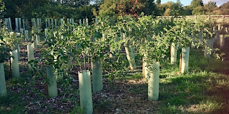 Imagen principal de Community Trees MK  - Middleton tree planting afternoon -5th March 2022