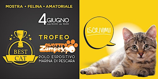 The Best Cat 2022 - Mostra Felina Amatoriale