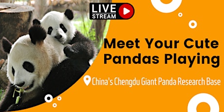 LIVE Streaming: Meet Pandas at Chengdu Giant Panda Research Base