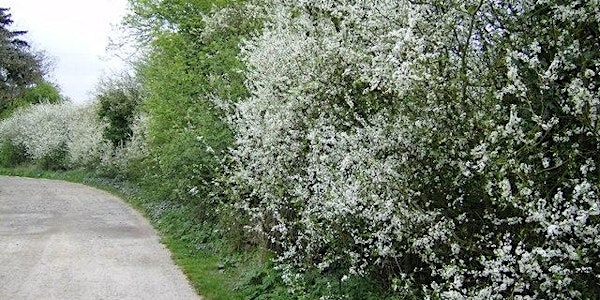 Life in the hedge: how to manage hedgerows for wildlife