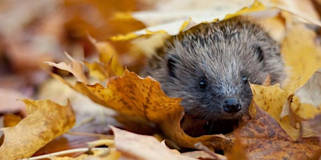 Happy Hedgehogs @ Hill Top, Nuneaton