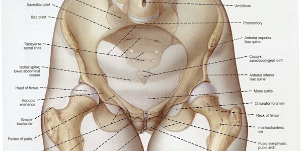 The Female Pelvis in the Cycles of Life with Tom Myers & Dr. Eden Fromberg