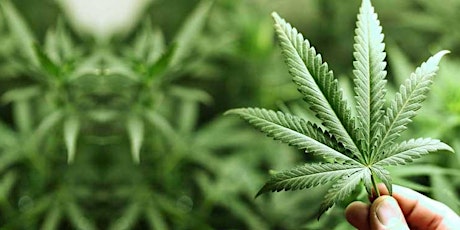 Cannabis Cultivators Permit - Oakland Applicants primary image