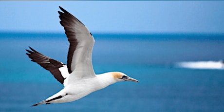 Community Beach Day with the Bellarine Catchment Network primary image