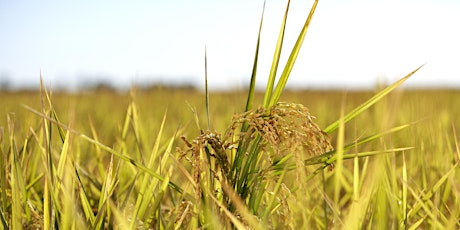International Temperate Rice Conference primary image
