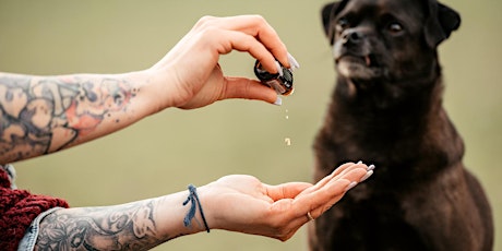 Animal Essential Touch Methode - Zertifizierungskurs Hunde