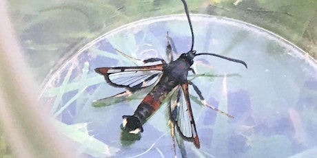 Clearwing Moths - All About Luring 2 tickets
