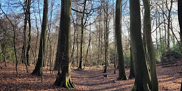 Marlow Common Woods