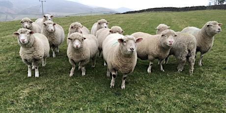 Introduction to Keeping Sheep tickets