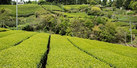 Japon - les thés verts, du Sencha au Matcha - en ligne billets