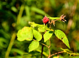 Summer Foraging - Torrence primary image