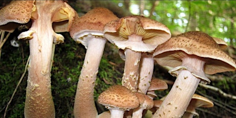 Intro to Mushroom Identification & Foraging