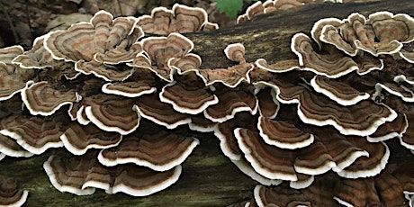 Intro to Mushroom Identification & Foraging primary image