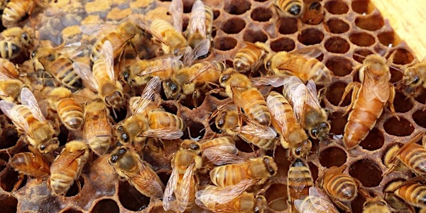13th Annual Bee Forum: News From Inside Your Hive - All Three Dates