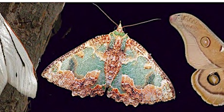Moths - workshop plus light sheeting primary image