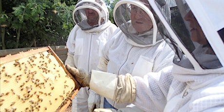 Bees: Beginners' Hands-on Beekeeping Course primary image