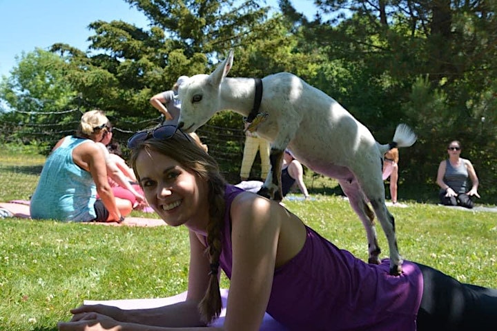 Goat Yoga in the Park image