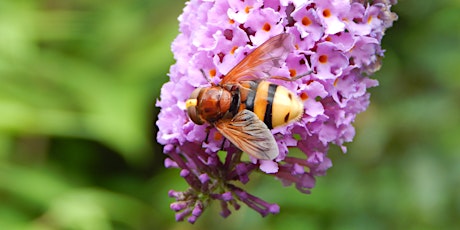 Hoverflies of the Brecks (an introduction) [FREE] primary image