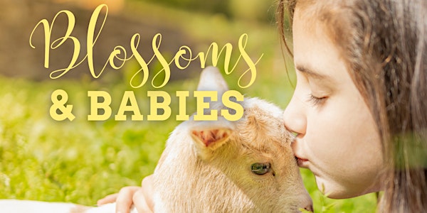 Blossoms & Babies at Hicks Orchard - Mother's Day