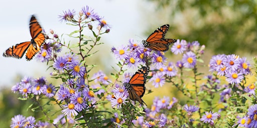 Creating an Eco-Friendly, Beautiful Butterfly Garden