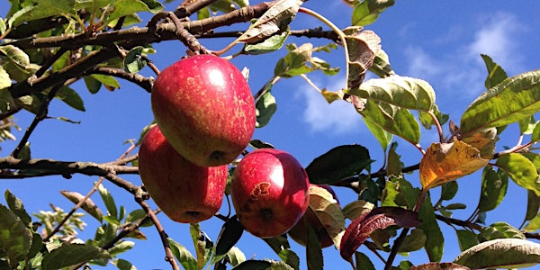 Holyrood Apple Day