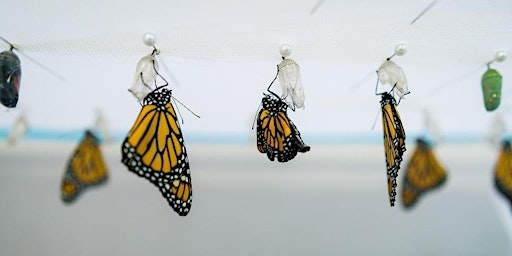 Raising Monarchs at Home