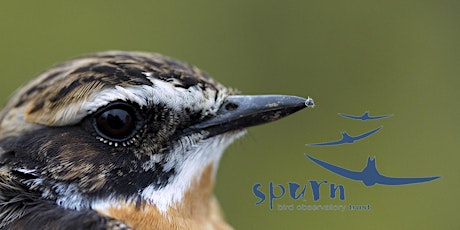 SCHOOL OF BIRDING primary image