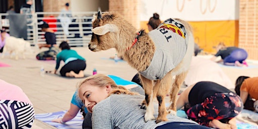 Goat Yoga Addison Circle!