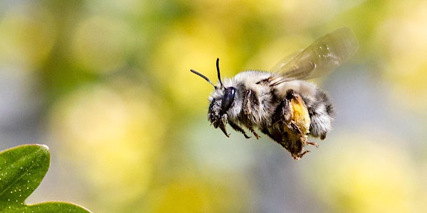 “What We Can Learn From Bees” Dr. Mark Winston, author of Bee Time
