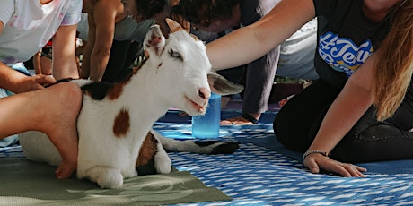 Goat Yoga in Sarasota