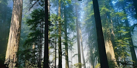 Breath, Sound & Yoga Retreat in the Santa Cruz Mountains primary image