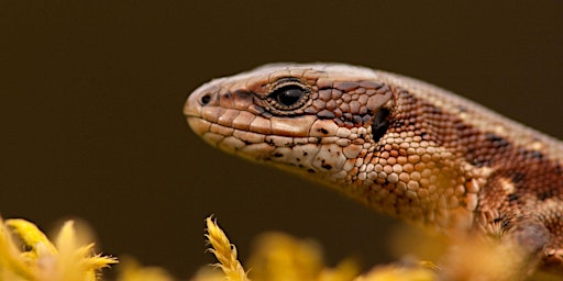 Reptiles of Surrey