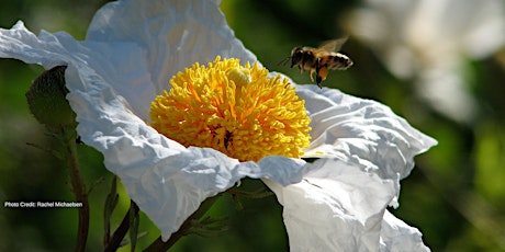 The Bee-Friendly Garden primary image