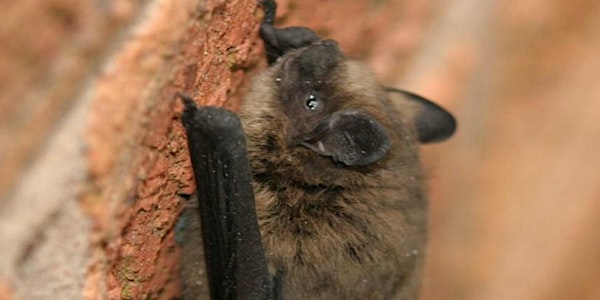 Sustainable Living Heatons Evening Bat Walk