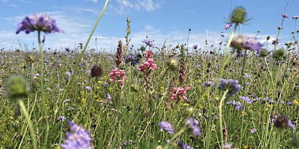 Glorious Cotswold Grasslands Wildflower Identification Training Day
