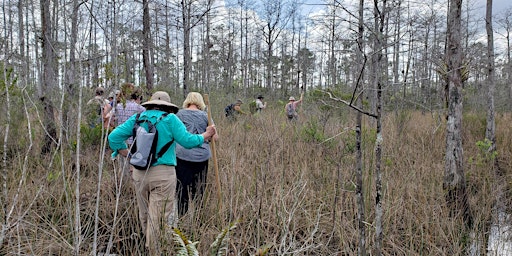 Natural Areas Week - Swamp Tromp at Pine Glades Natural Area primary image