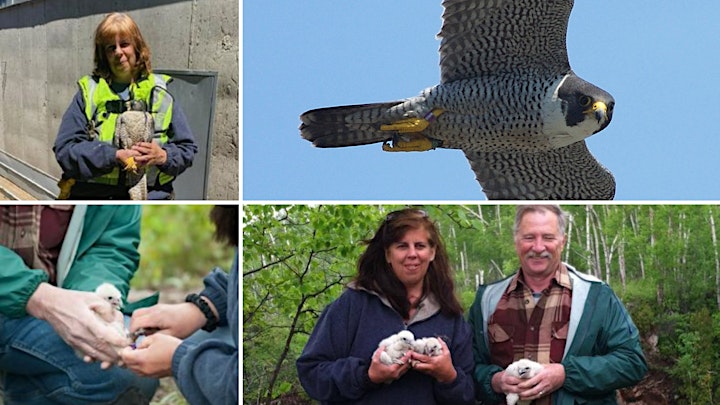 
		Dinner on the Bluff: Forty Years of Peregrine Research image
