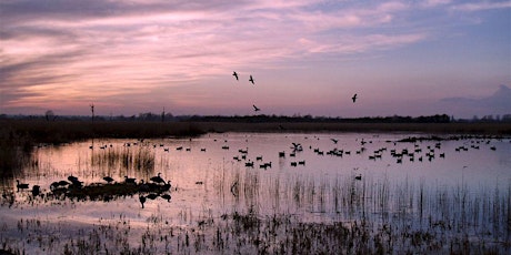 Birds of the Brecks (Autumn) - Identifying birds by sight [FREE EVENT] primary image